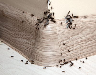 ants-scaled.jpeg