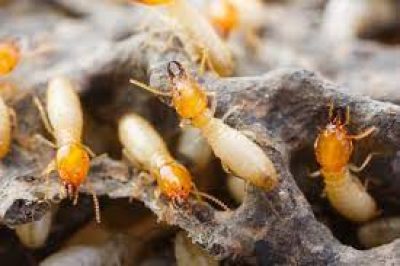Termite control.jpg