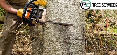 5 Signs You Need To Call An Arborist For Your Trees.jpg