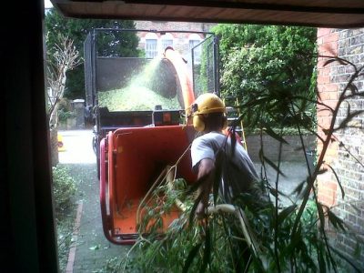 Tree Services Chipping.jpg