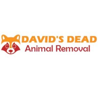 Dead Possum Removal Sydney (1).jpg