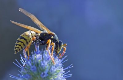 European-Wasp-No1.jpg