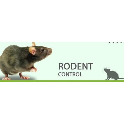 rodent 5.jpg