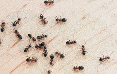 ant extermination.jpg