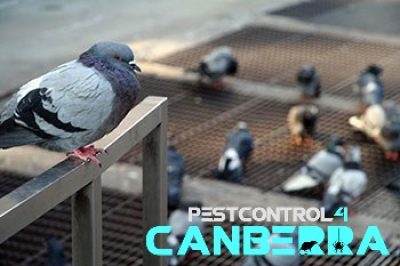 bird Control 4 Canberra (6).jpg