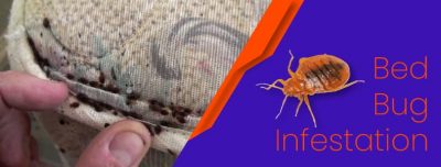 Bed-Bug-Infestation.jpg